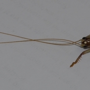 Gryllacrididae sp. (family) at Googong, NSW - 4 Feb 2021