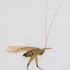 Gryllacrididae (family) at Googong, NSW - 4 Feb 2021