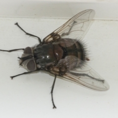 Rutilia (Donovanius) sp. (genus & subgenus) at Googong, NSW - 5 Feb 2021