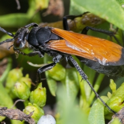 Priocnemis sp. (genus) (Spider wasp) at QPRC LGA - 6 Feb 2021 by WHall