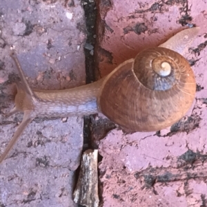 Cornu aspersum at Garran, ACT - 7 Feb 2021