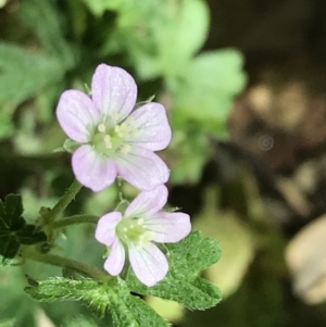 Geranium solanderi var. solanderi at Garran, ACT - 7 Feb 2021 11:30 AM