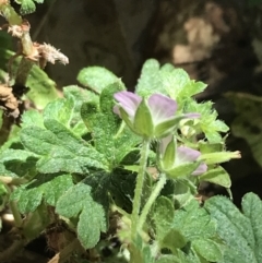 Geranium solanderi var. solanderi at Garran, ACT - 7 Feb 2021 11:30 AM