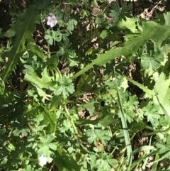 Geranium solanderi var. solanderi at Garran, ACT - 7 Feb 2021 11:30 AM