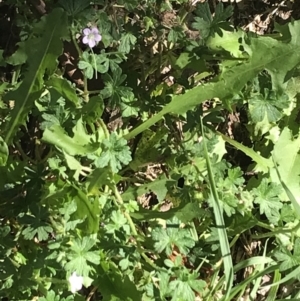 Geranium solanderi var. solanderi at Garran, ACT - 7 Feb 2021 11:30 AM