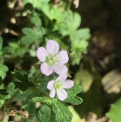 Geranium solanderi var. solanderi at Garran, ACT - 7 Feb 2021