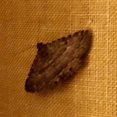 Diatenes aglossoides (An Erebid Moth) at Aranda, ACT - 6 Feb 2021 by KMcCue