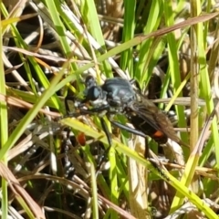 Apothechyla sp. (genus) (Robber fly) at Dunlop, ACT - 6 Feb 2021 by tpreston