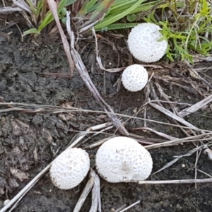 zz puffball at Fraser, ACT - 7 Feb 2021