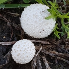 zz puffball at Fraser, ACT - 7 Feb 2021 09:58 AM