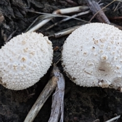 zz puffball at Fraser, ACT - 7 Feb 2021