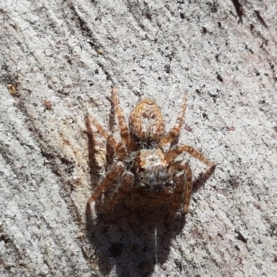 Servaea sp. (genus) (Unidentified Servaea jumping spider) at Fraser, ACT - 6 Feb 2021 by tpreston