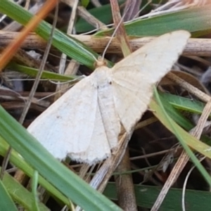 Geometridae (family) ADULT at Fraser, ACT - 7 Feb 2021