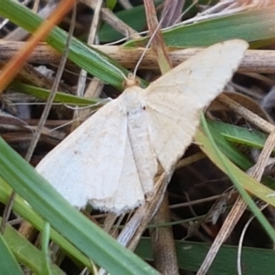 Geometridae (family) ADULT at Dunlop Grasslands - 6 Feb 2021 by tpreston