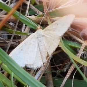 Geometridae (family) ADULT at Fraser, ACT - 7 Feb 2021