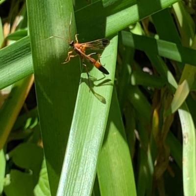 Ctenochares bicolorus (Black-tipped orange ichneumon) at Lyons, ACT - 7 Feb 2021 by zebras