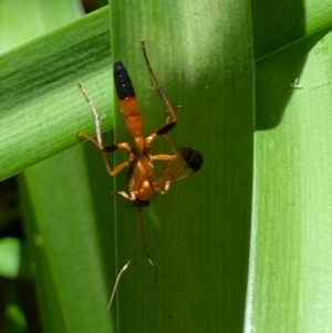 Ctenochares bicolorus at Lyons, ACT - 7 Feb 2021 11:46 AM