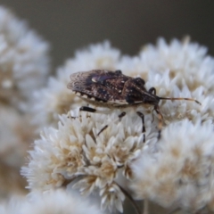 Oncocoris sp. (genus) (A stink bug) at Hughes, ACT - 26 Jan 2021 by LisaH