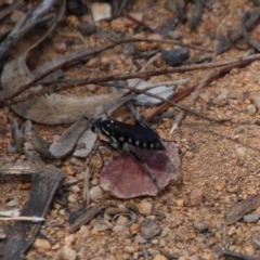 Turneromyia sp. (genus) at Hughes, ACT - 24 Jan 2021