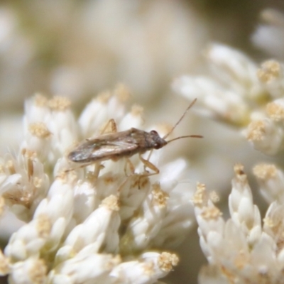 Miridae (family) (Unidentified plant bug) at Hughes, ACT - 24 Jan 2021 by LisaH
