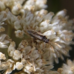 Miridae (family) at Hughes, ACT - 24 Jan 2021