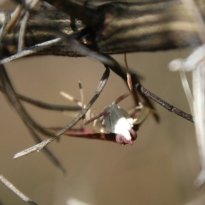 Uresiphita ornithopteralis at Hughes, ACT - 7 Feb 2021