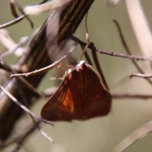 Uresiphita ornithopteralis at Hughes, ACT - 7 Feb 2021 11:21 AM