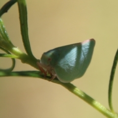 Siphanta sp. (genus) (Green planthopper, Torpedo bug) at Hughes, ACT - 7 Feb 2021 by LisaH