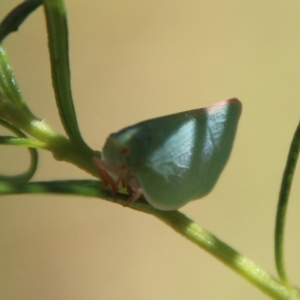 Siphanta sp. (genus) at Hughes, ACT - 7 Feb 2021