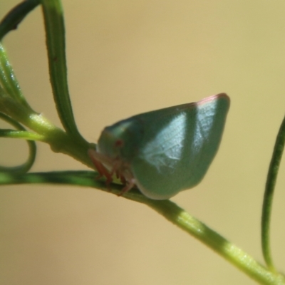 Siphanta sp. (genus) (Green planthopper, Torpedo bug) at Hughes, ACT - 7 Feb 2021 by LisaH
