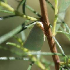 Siphanta sp. (genus) at Hughes, ACT - 7 Feb 2021