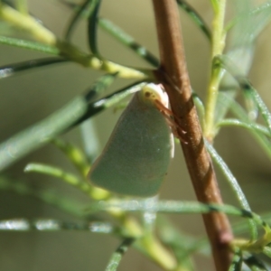 Siphanta sp. (genus) at Hughes, ACT - 7 Feb 2021