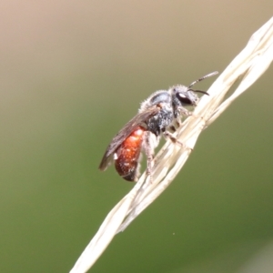 Lasioglossum (Parasphecodes) sp. (genus & subgenus) at Hughes, ACT - 7 Feb 2021