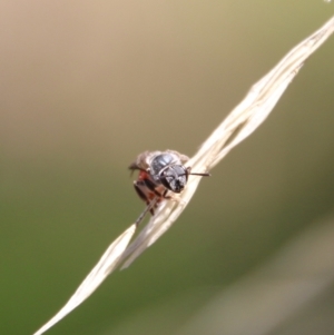 Lasioglossum (Parasphecodes) sp. (genus & subgenus) at Hughes, ACT - 7 Feb 2021