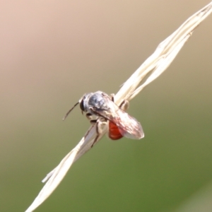 Lasioglossum (Parasphecodes) sp. (genus & subgenus) at Hughes, ACT - 7 Feb 2021