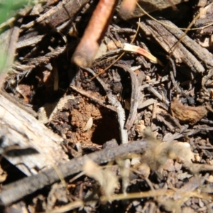 Lasioglossum (Parasphecodes) sp. (genus & subgenus) at Hughes, ACT - 7 Feb 2021 11:15 AM