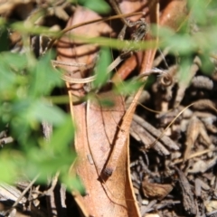 Lasioglossum (Parasphecodes) sp. (genus & subgenus) at Hughes, ACT - 7 Feb 2021 11:15 AM