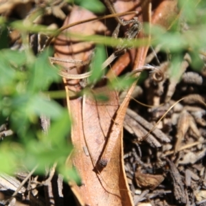 Lasioglossum (Parasphecodes) sp. (genus & subgenus) at Hughes, ACT - 7 Feb 2021