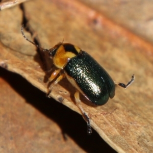 Aporocera (Aporocera) consors at Hughes, ACT - 7 Feb 2021