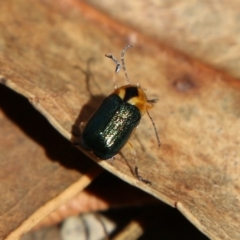 Aporocera (Aporocera) consors at Hughes, ACT - 7 Feb 2021