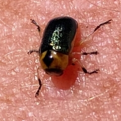 Aporocera (Aporocera) consors at Hughes, ACT - 7 Feb 2021