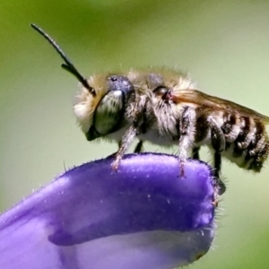 Megachile sp. (several subgenera) at Page, ACT - 7 Feb 2021 10:13 AM