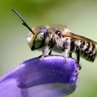 Megachile sp. (several subgenera) (Resin Bees) at Page, ACT - 7 Feb 2021 by DonTaylor