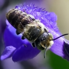 Megachile sp. (several subgenera) at Page, ACT - 7 Feb 2021 10:13 AM