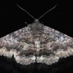 Eudesmeola lawsoni (Lawson's Night Moth) at Ainslie, ACT - 6 Feb 2021 by jbromilow50