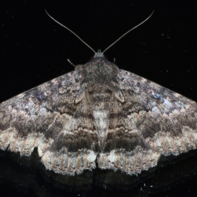 Eudesmeola lawsoni (Lawson's Night Moth) at Ainslie, ACT - 6 Feb 2021 by jbromilow50