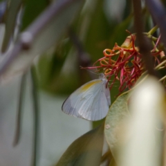 Elodina parthia (Striated Pearl-white) at Pialligo, ACT - 7 Feb 2021 by DPRees125