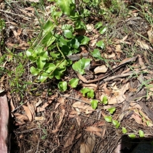 Anredera cordifolia at Campbell, ACT - 7 Feb 2021