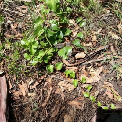 Anredera cordifolia (Madeira Vine ) at Campbell, ACT - 7 Feb 2021 by SilkeSma