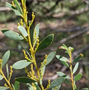 Acacia buxifolia subsp. buxifolia at Currawang, NSW - 7 Feb 2021